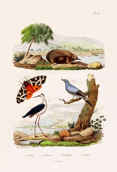 Tigre del Jardín de French School
